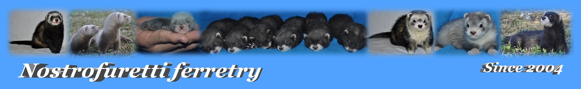 Nostrofuretti Vadszgrny Kennel